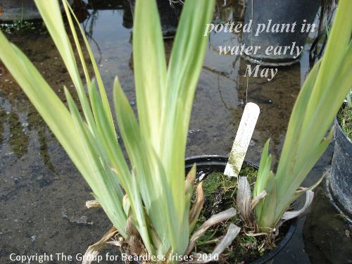 OW 007 potted plant in water early May